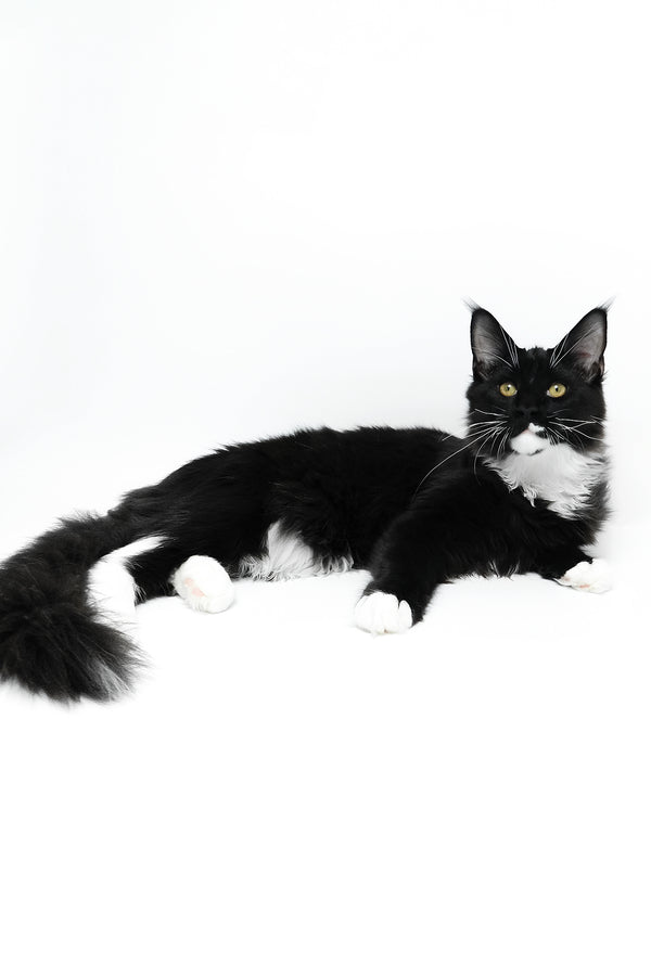 Diego | Maine Coon Kitten