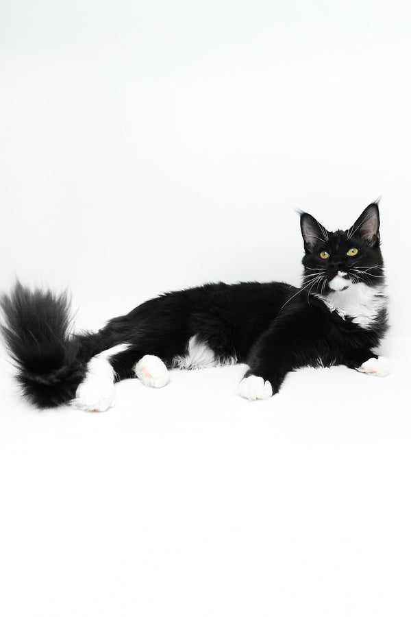 Diego | Maine Coon Kitten