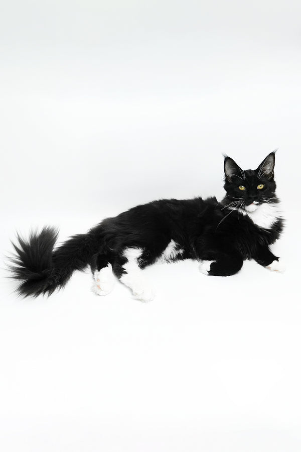 Diego | Maine Coon Kitten