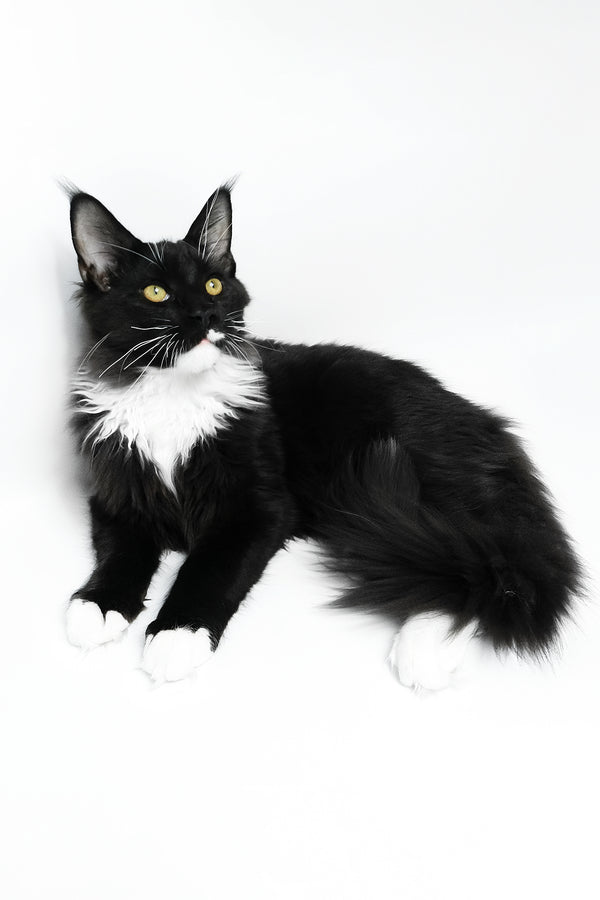 Diego | Maine Coon Kitten