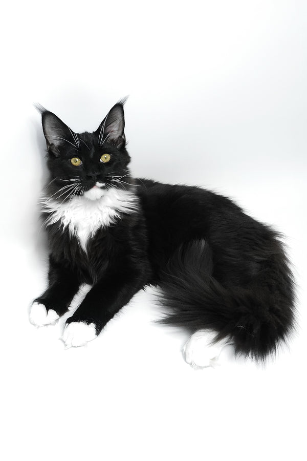 Diego | Maine Coon Kitten