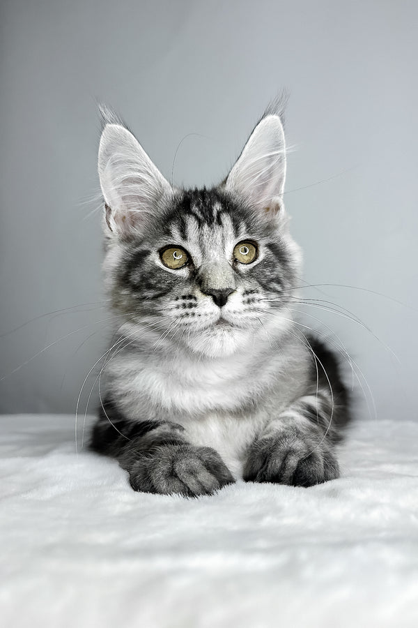Diesel | Maine Coon Kitten