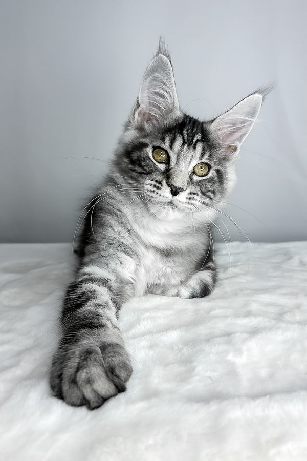 Diesel | Maine Coon Kitten