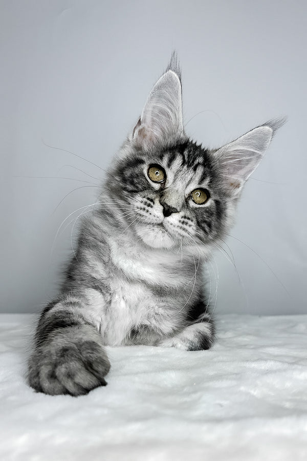 Diesel | Maine Coon Kitten