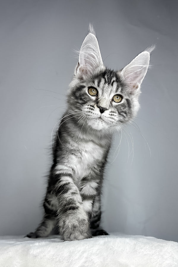 Diesel | Maine Coon Kitten