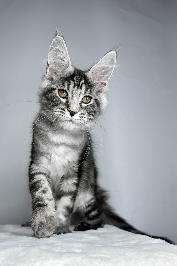 Diesel | Maine Coon Kitten