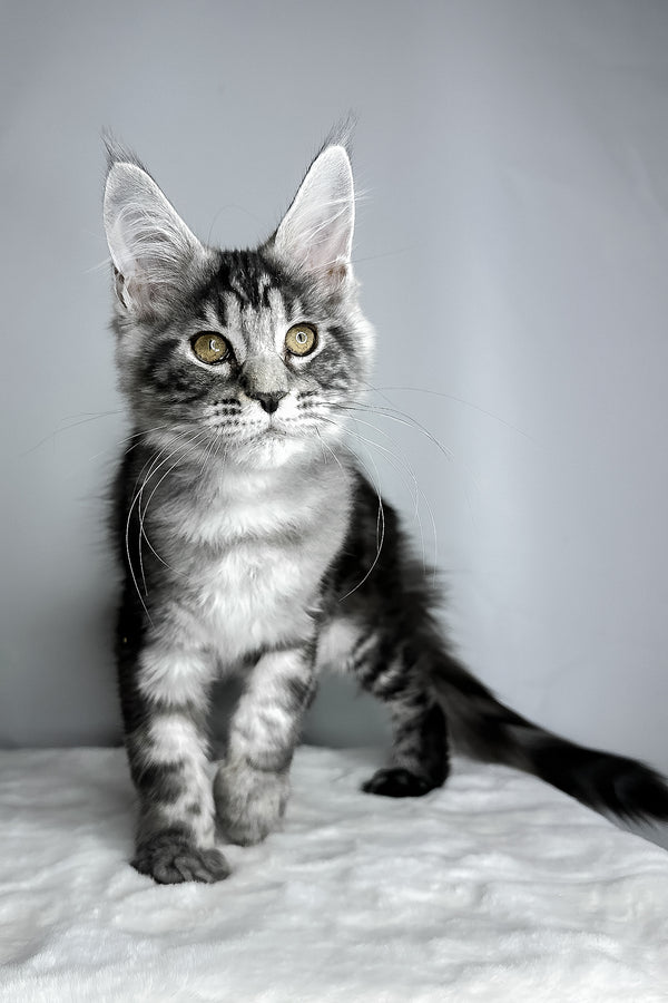 Diesel | Maine Coon Kitten