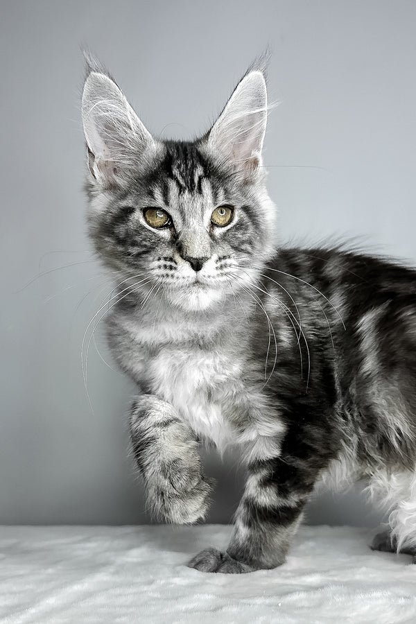 Diesel | Maine Coon Kitten