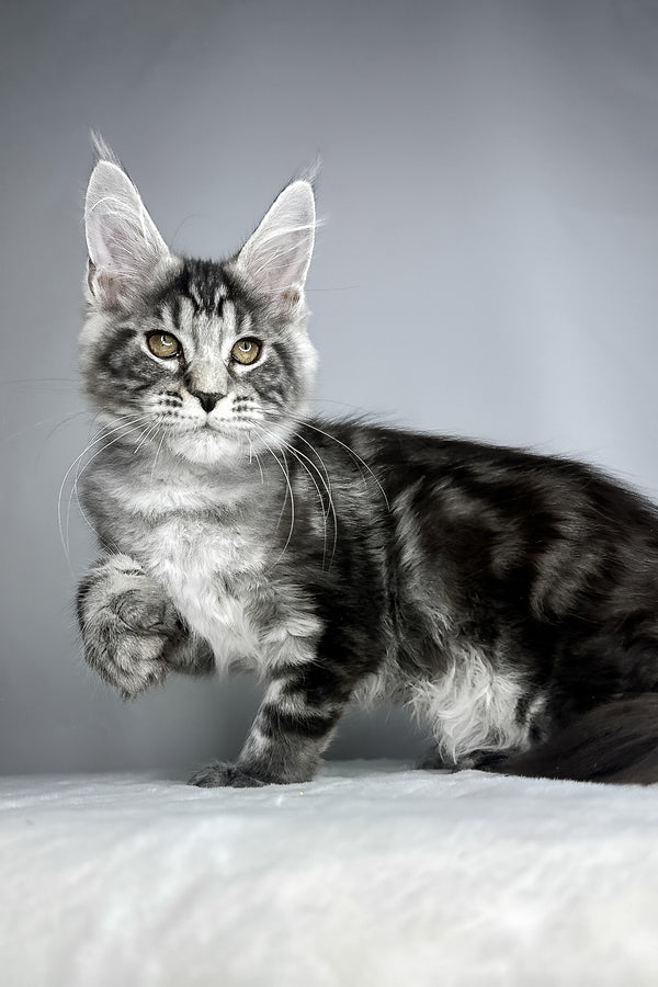 Diesel | Maine Coon Kitten