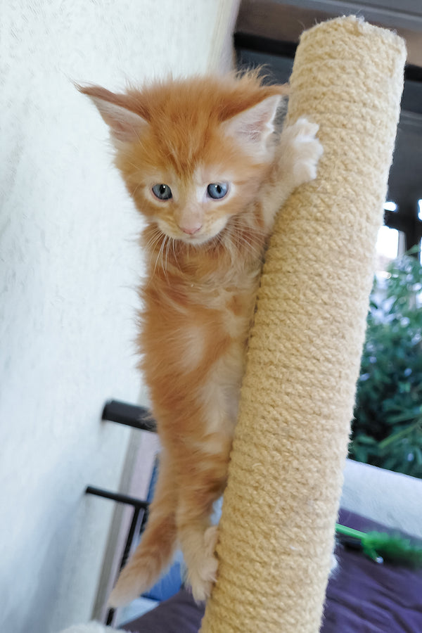 Dieselio | Maine Coon Kitten