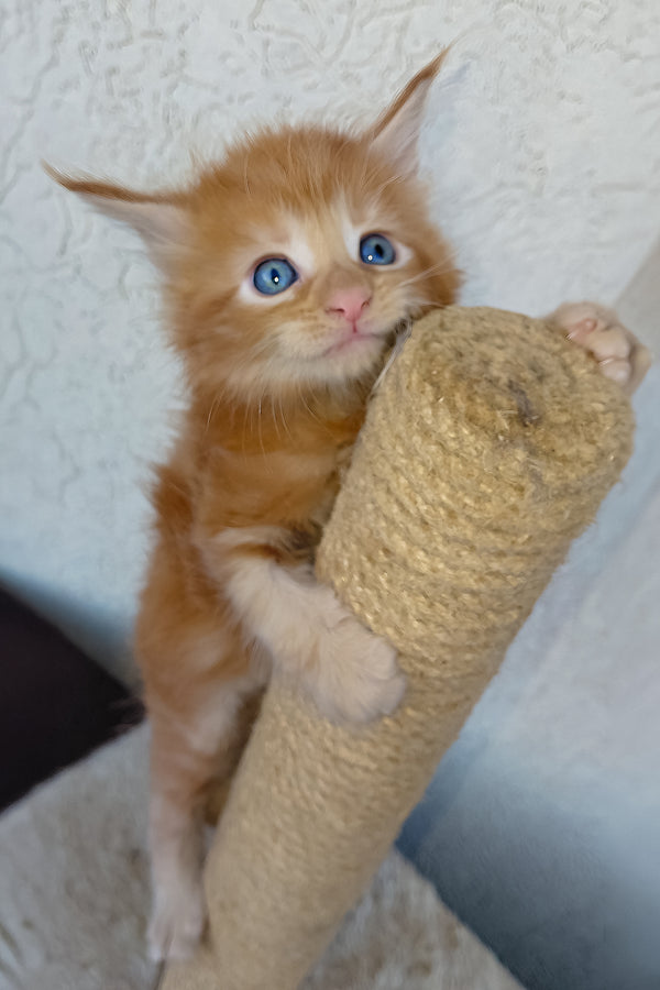 Dieselio | Maine Coon Kitten