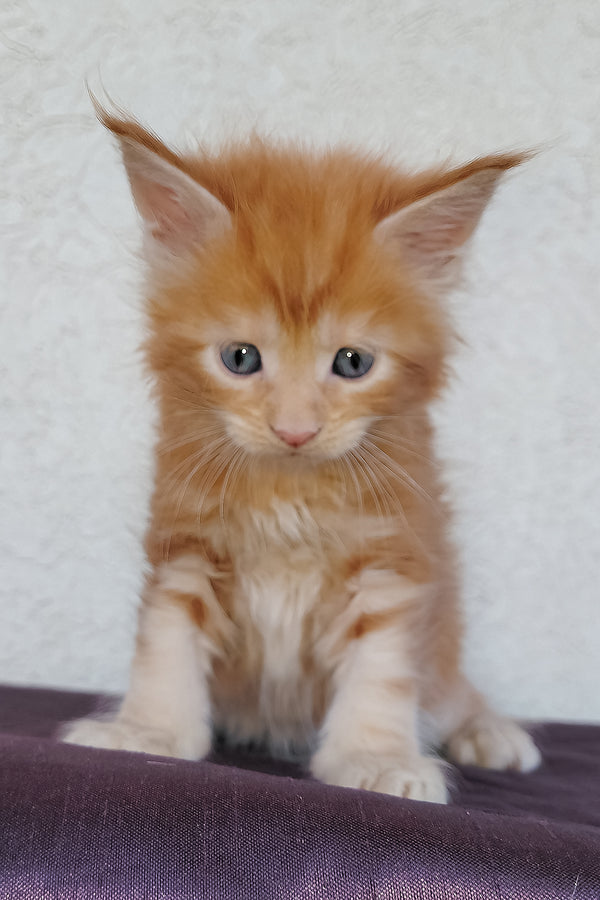 Dieselio | Maine Coon Kitten
