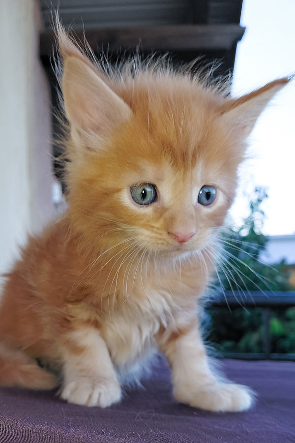 Dieselio | Maine Coon Kitten