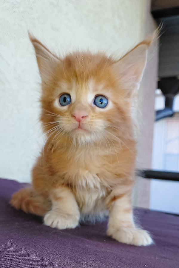 Dieselio | Maine Coon Kitten