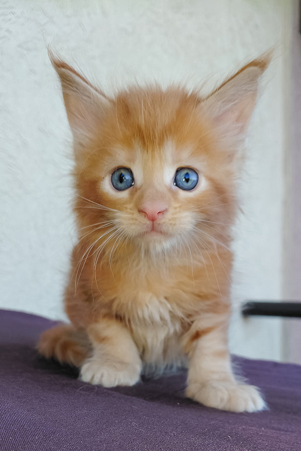 Dieselio | Maine Coon Kitten