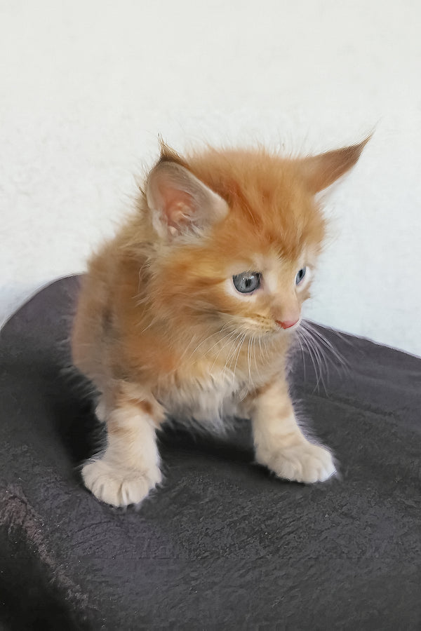 Dieselio | Maine Coon Kitten