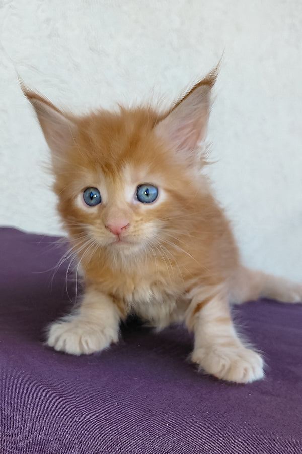 Dieselio | Maine Coon Kitten
