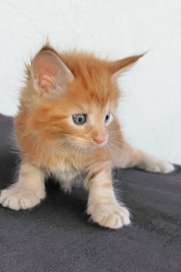 Dieselio | Maine Coon Kitten
