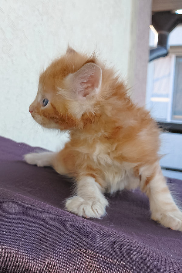 Dieselio | Maine Coon Kitten