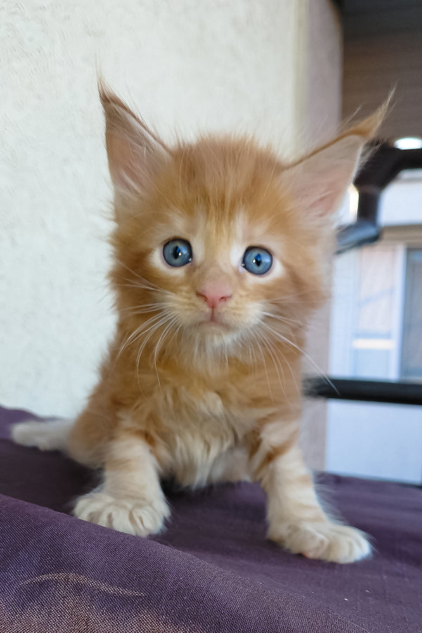 Dieselio | Maine Coon Kitten
