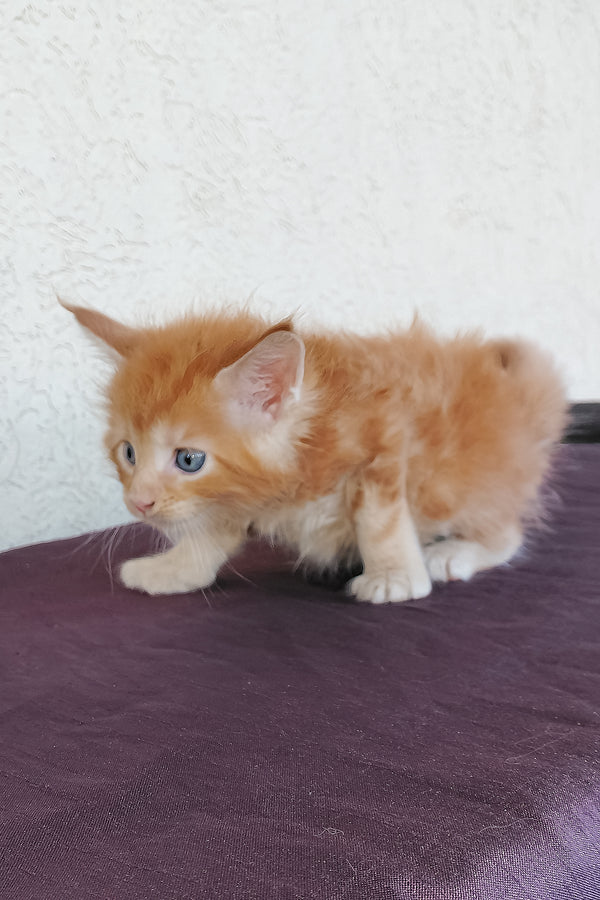Dieselio | Maine Coon Kitten