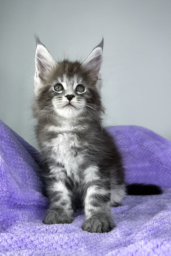 Diesel | Maine Coon Kitten