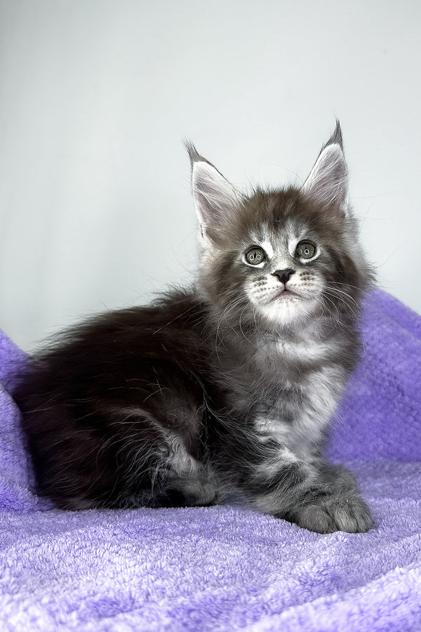 Diesel | Maine Coon Kitten