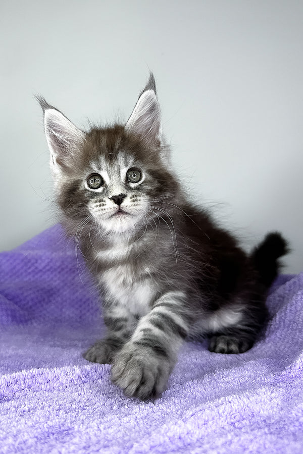 Diesel | Maine Coon Kitten