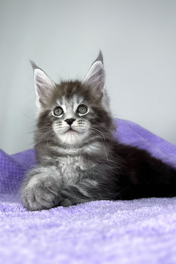Diesel | Maine Coon Kitten