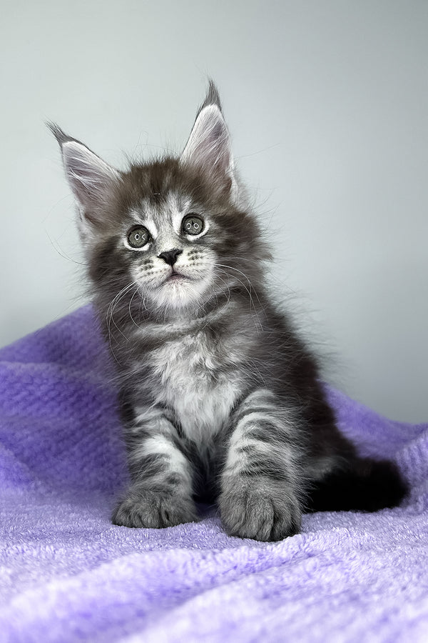 Diesel | Maine Coon Kitten