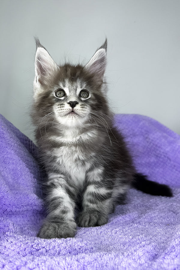Diesel | Maine Coon Kitten