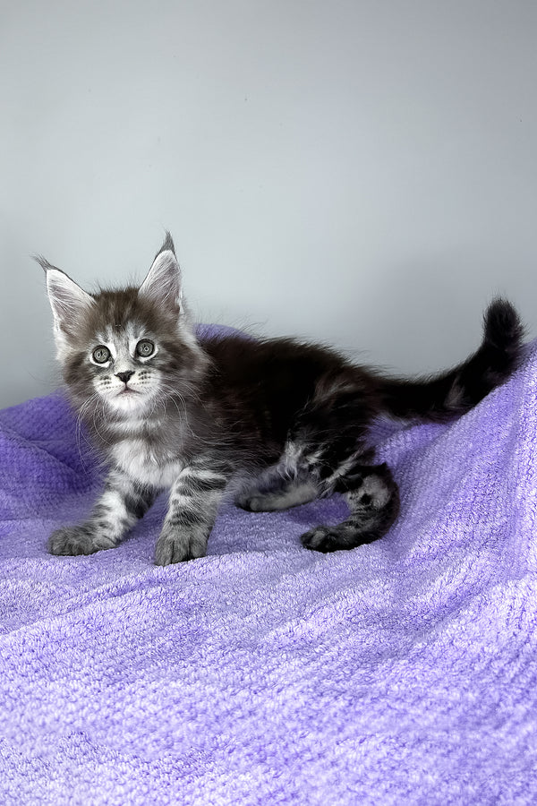 Diesel | Maine Coon Kitten