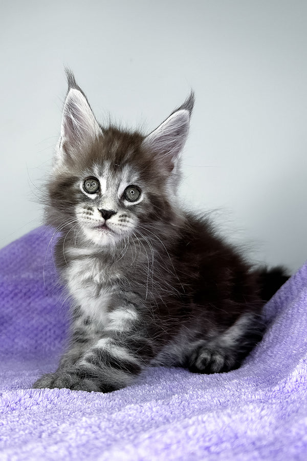Diesel | Maine Coon Kitten
