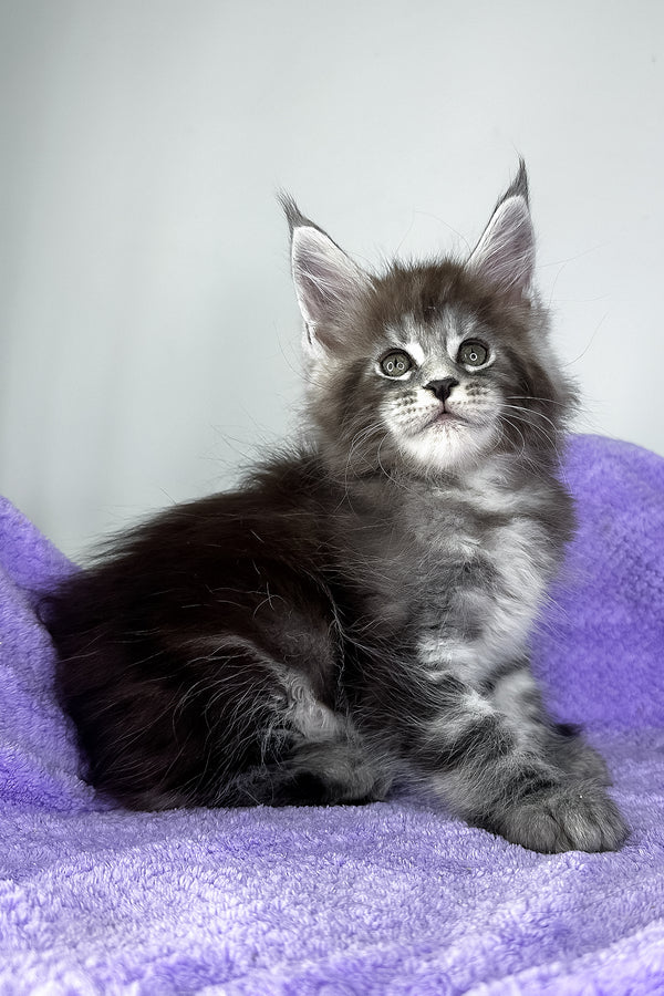 Diesel | Maine Coon Kitten