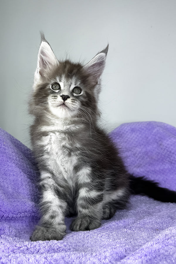 Diesel | Maine Coon Kitten