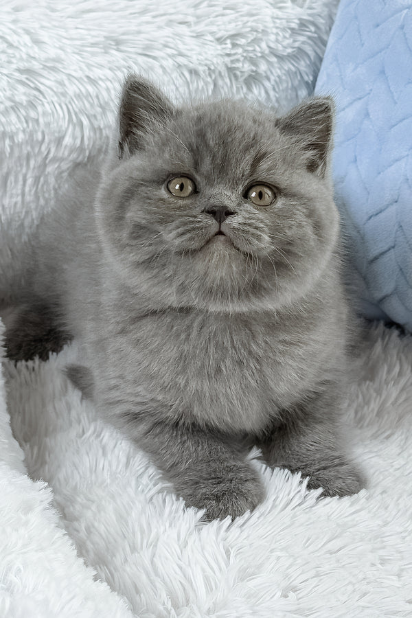 Dex | British Shorthair Kitten