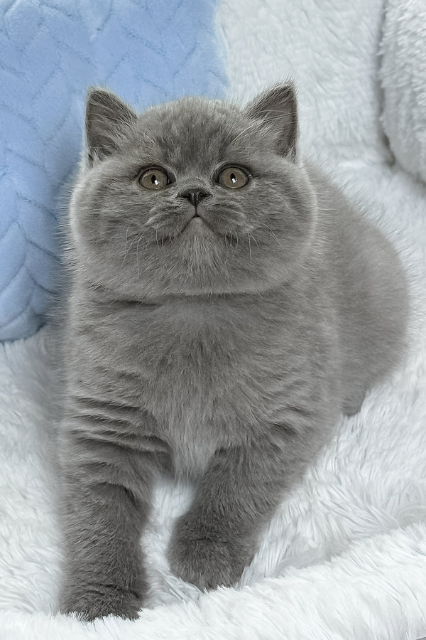 Dex | British Shorthair Kitten