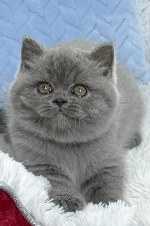 Dex | British Shorthair Kitten