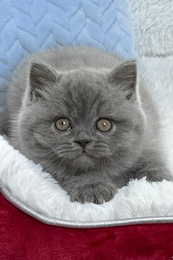 Dex | British Shorthair Kitten