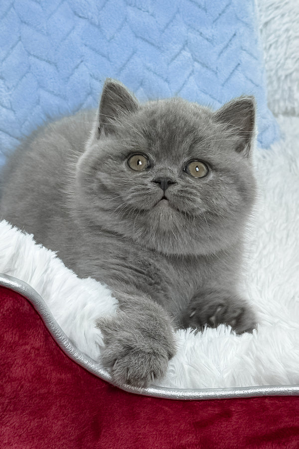 Dex | British Shorthair Kitten