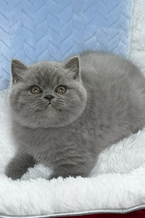 Dex | British Shorthair Kitten