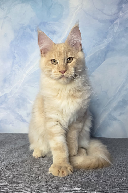 Diesel | Maine Coon Kitten