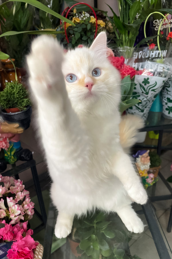 Dilan | Ragdoll Kitten