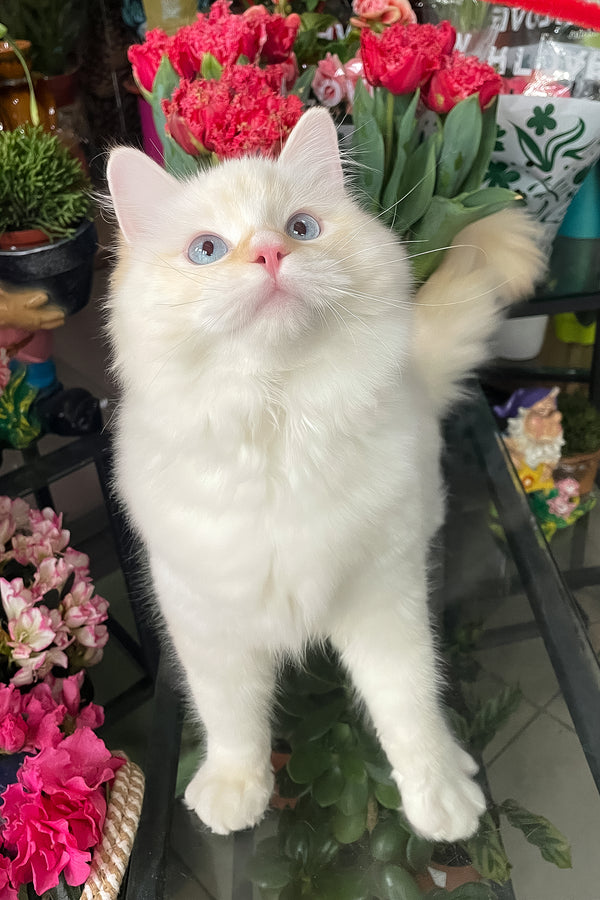 Dilan | Ragdoll Kitten