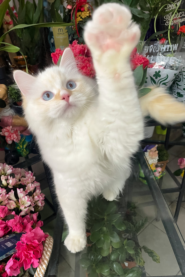 Dilan | Ragdoll Kitten