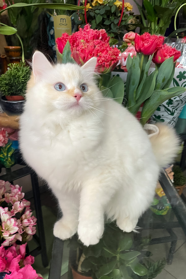 Dilan | Ragdoll Kitten