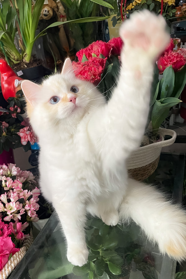 Dilan | Ragdoll Kitten