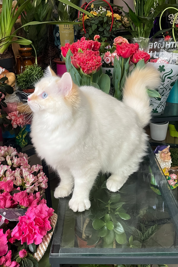 Dilan | Ragdoll Kitten