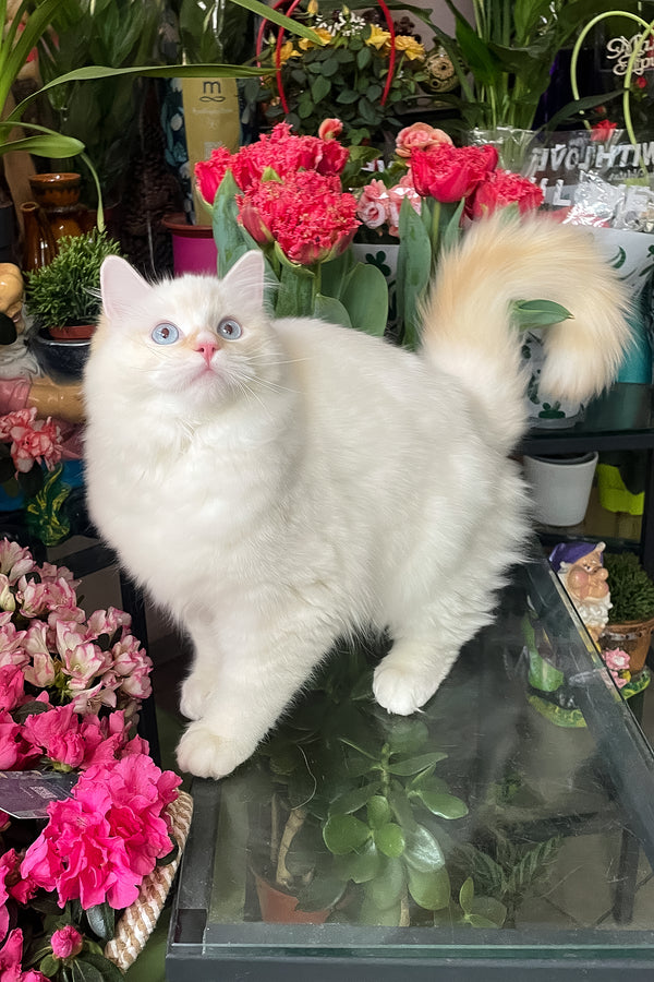 Dilan | Ragdoll Kitten