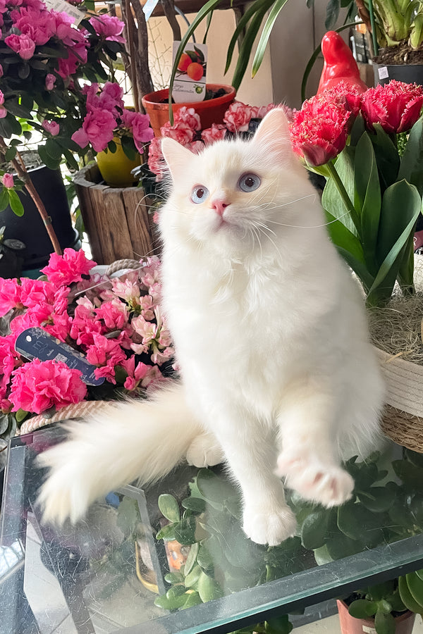 Dilan | Ragdoll Kitten